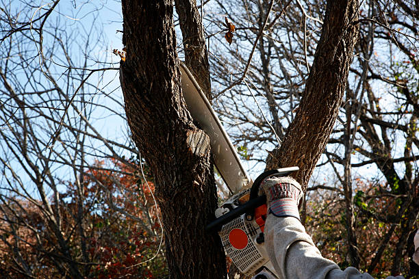 Professional Tree Services in Youngtown, AZ